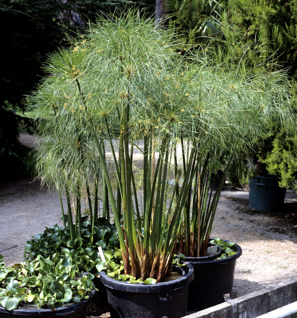 Plantas ornamentales de interior 14