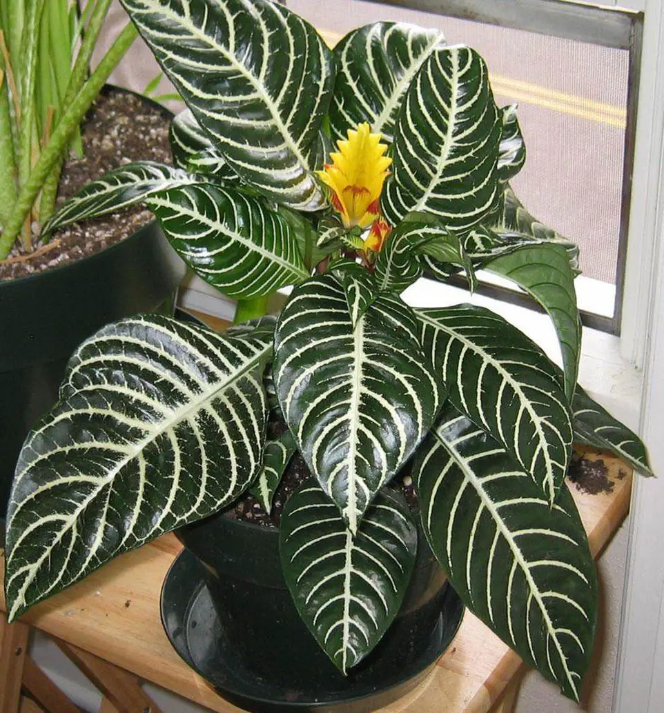 Plantas ornamentales de interior 16