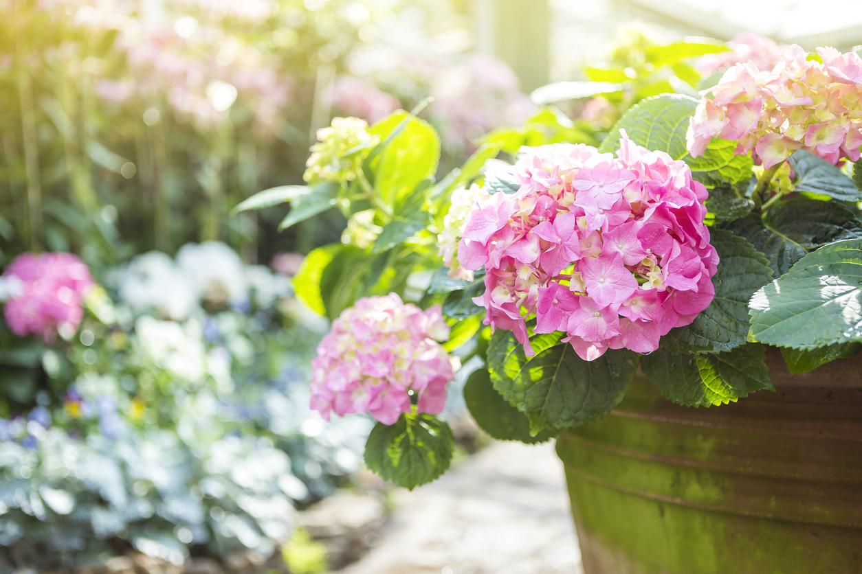 Plantas ornamentales de interior 2