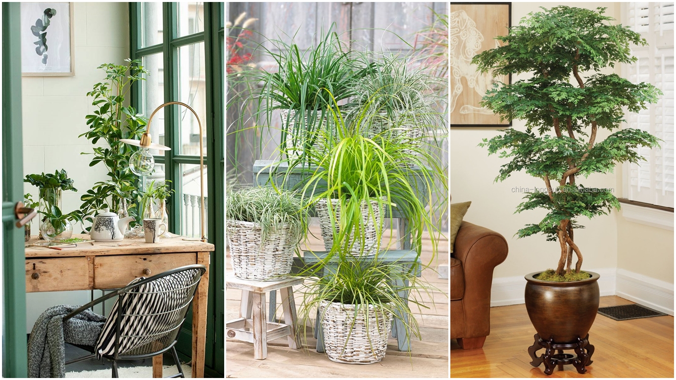 Plantas ornamentales de interior