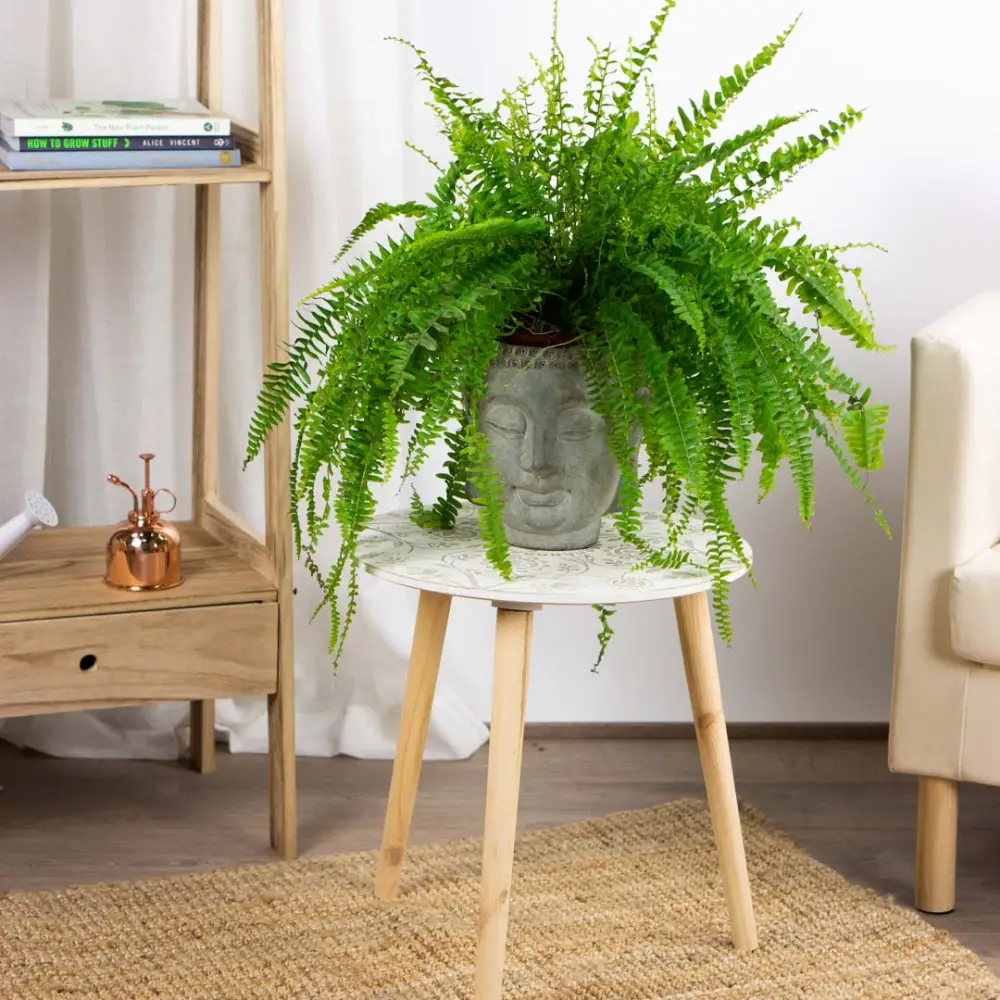 Plantas ornamentales de interior 3