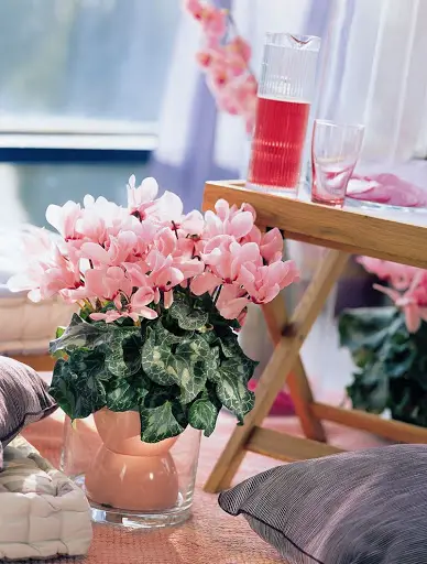 Plantas ornamentales de interior 8