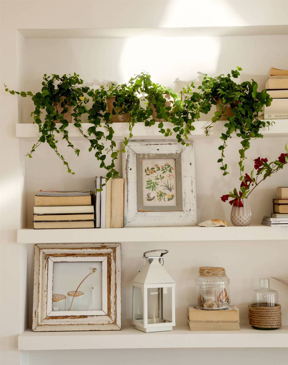 Plantas ornamentales de interior 9