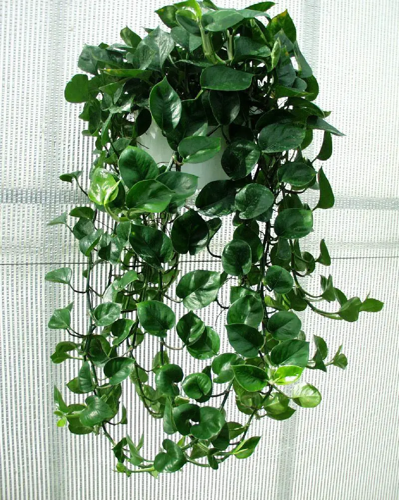  philodendron