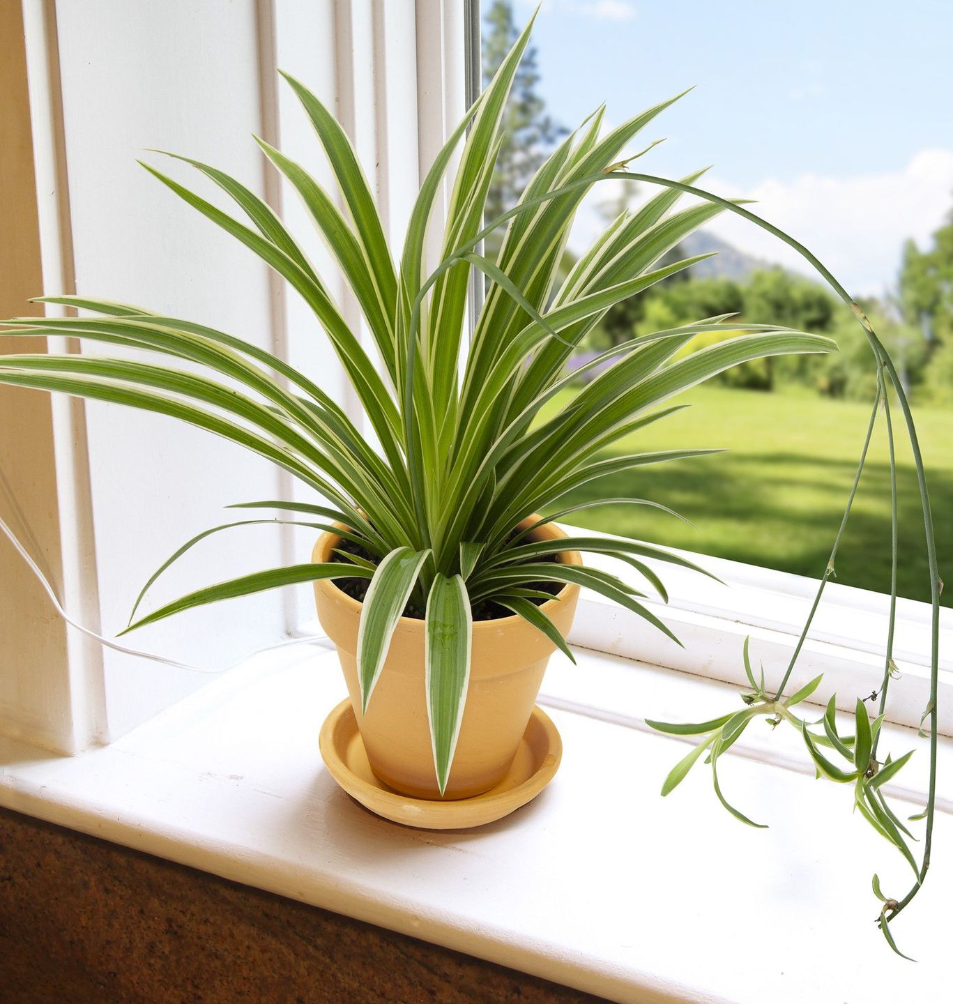 Las mejores plantas de interior para decorar cada rincón de tu casa