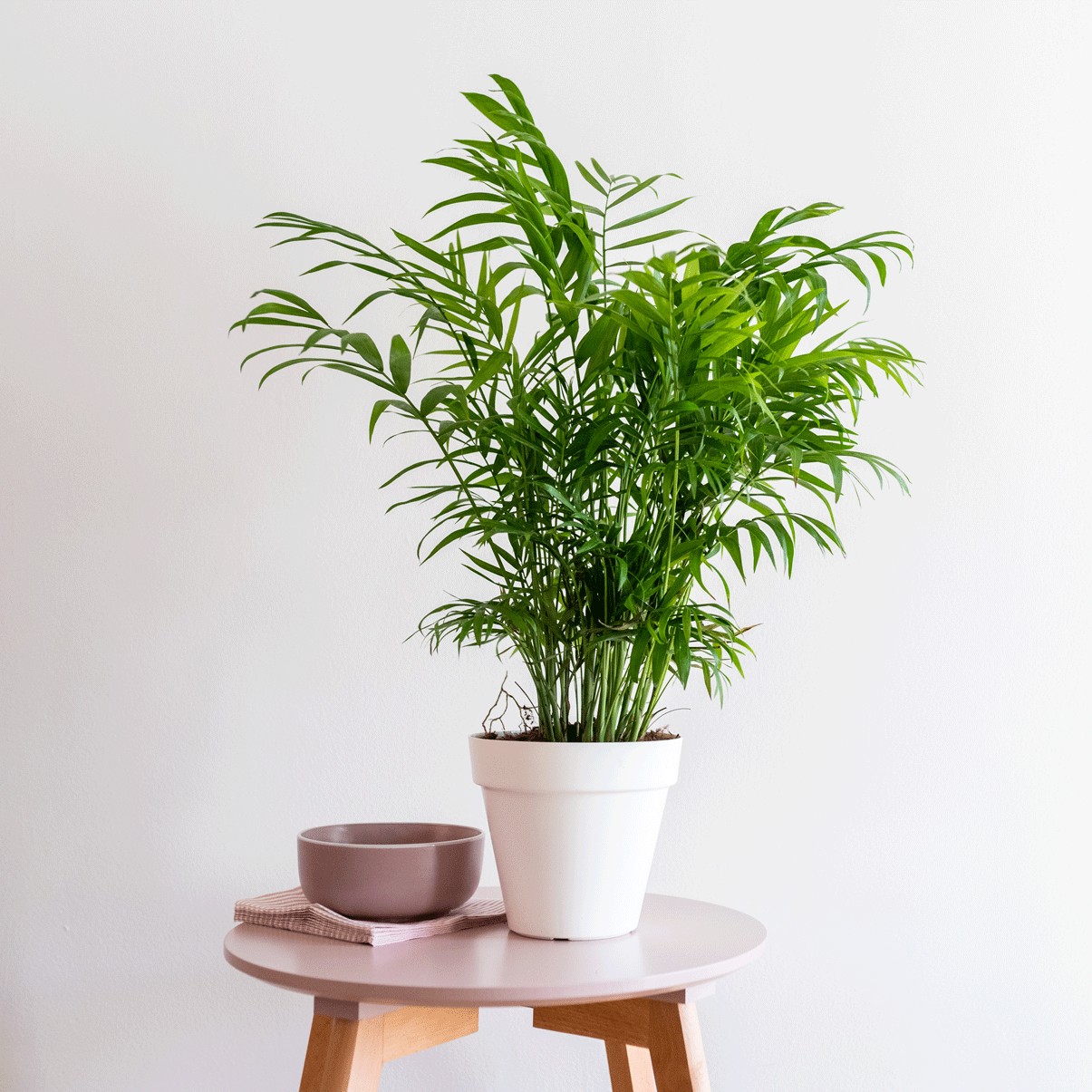 palmera 1