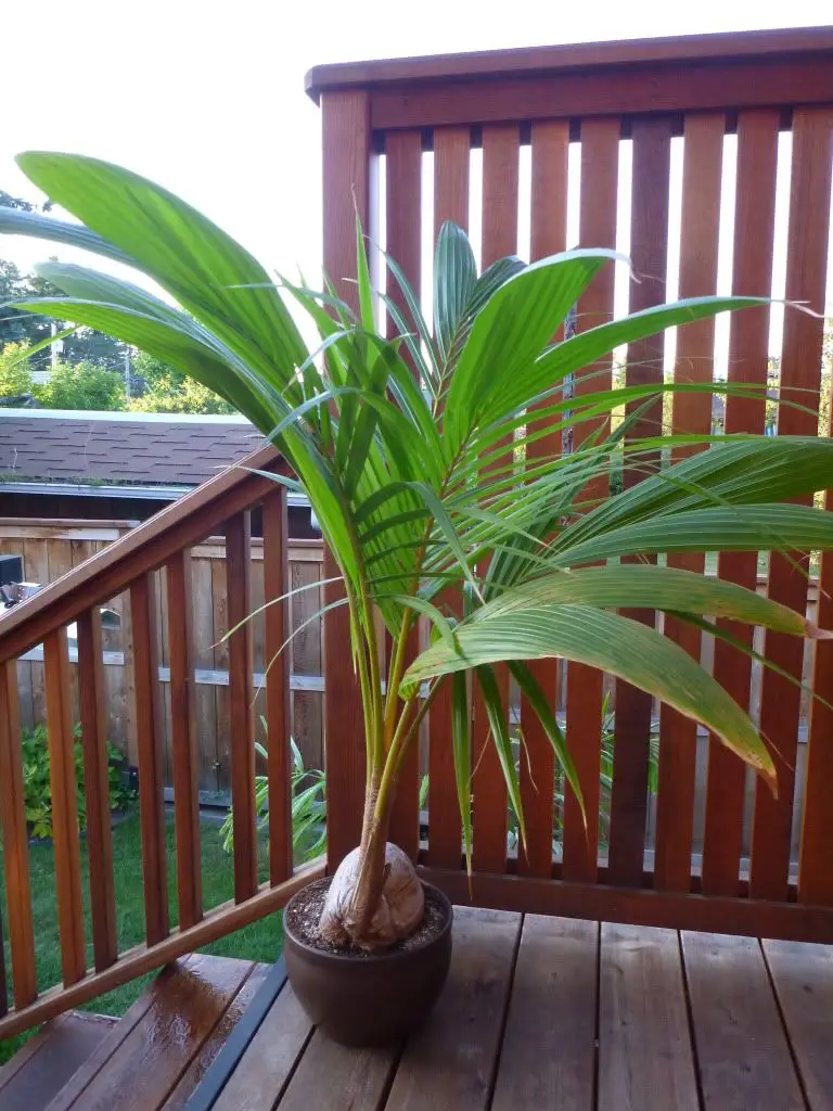 palmera 10
