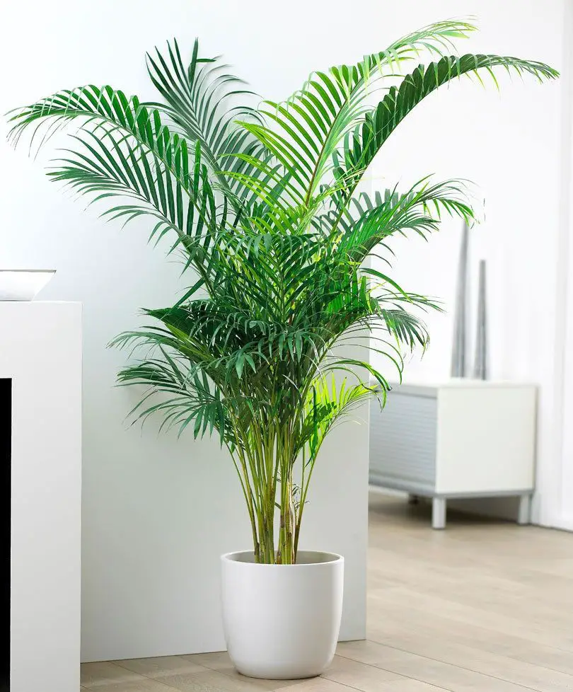 palmera 3