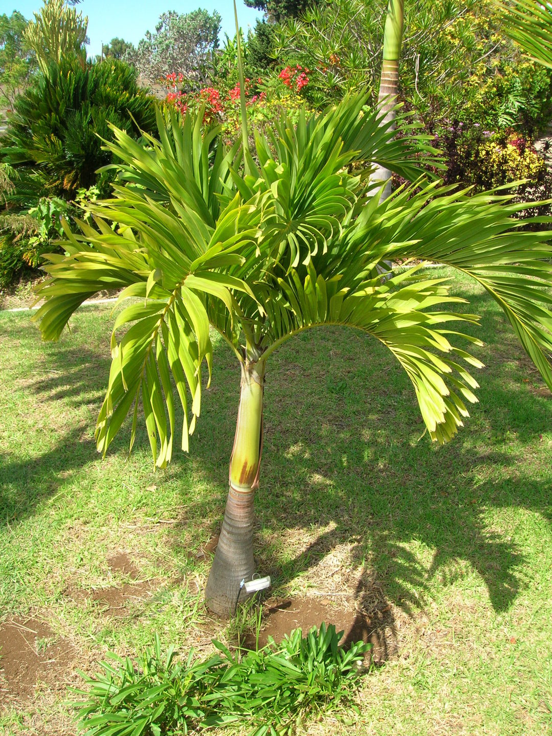 palmera 4