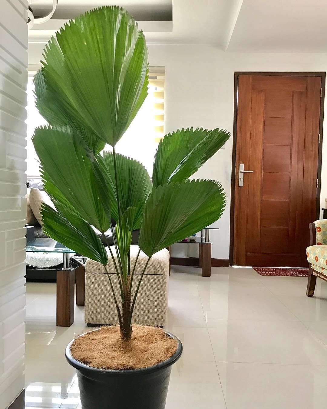 palmera 5