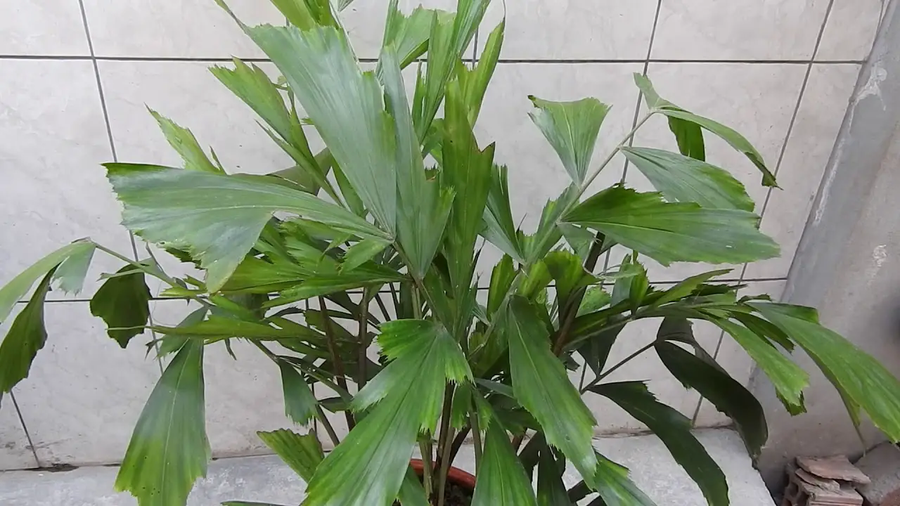 palmera 6