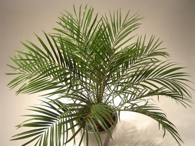 palmera 7