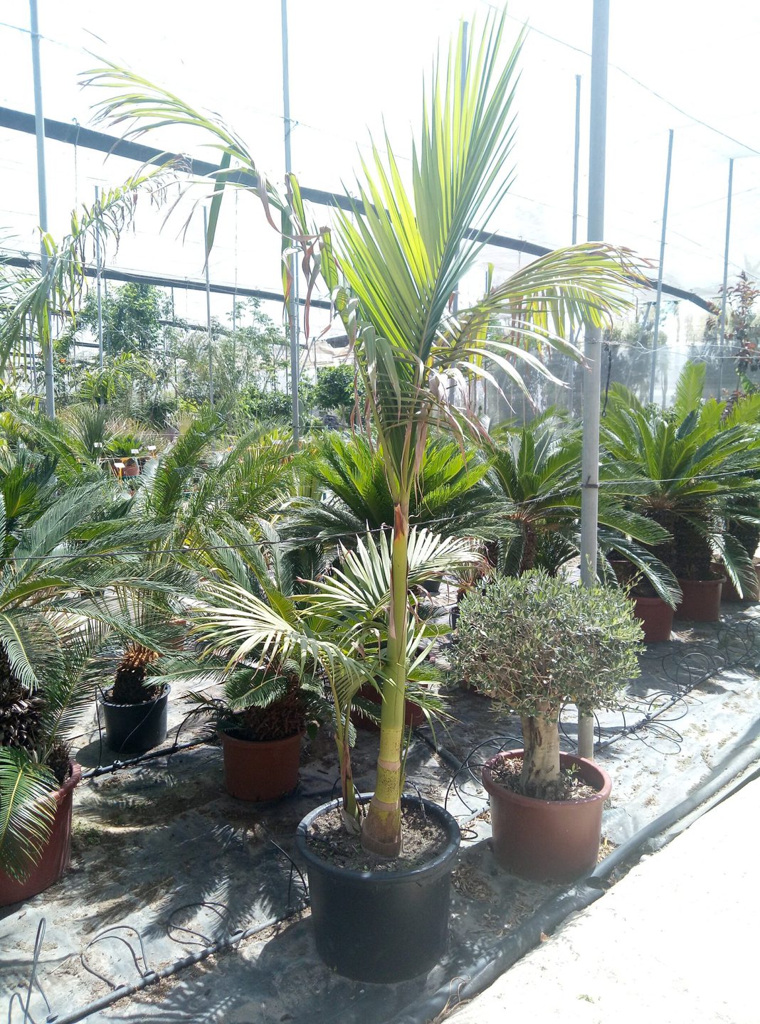 palmera 8