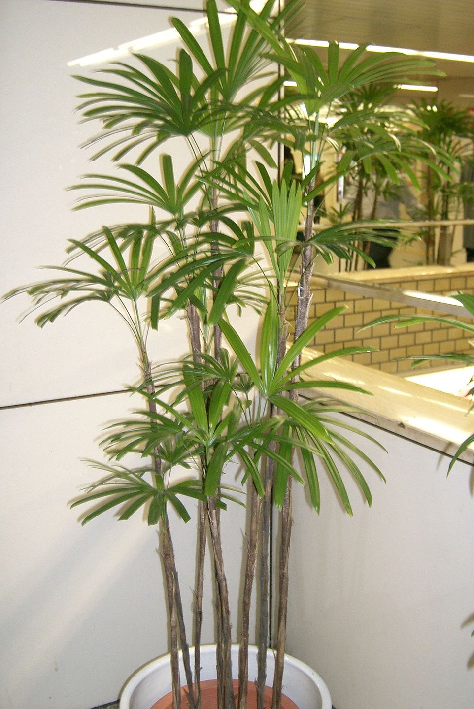 palmera 9