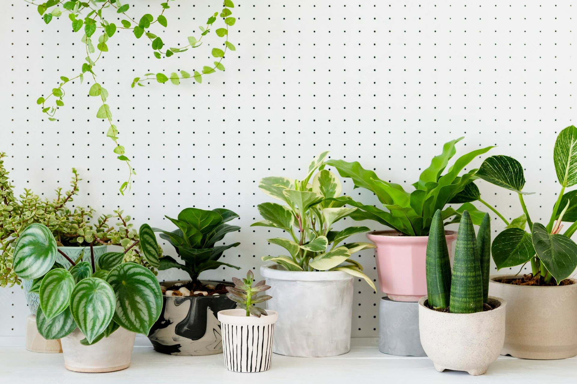 Plantas bonitas de interior para decorar y darle vitalidad a tu hogar