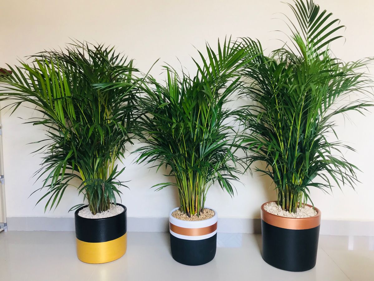 tipos de palmeras de interior g1