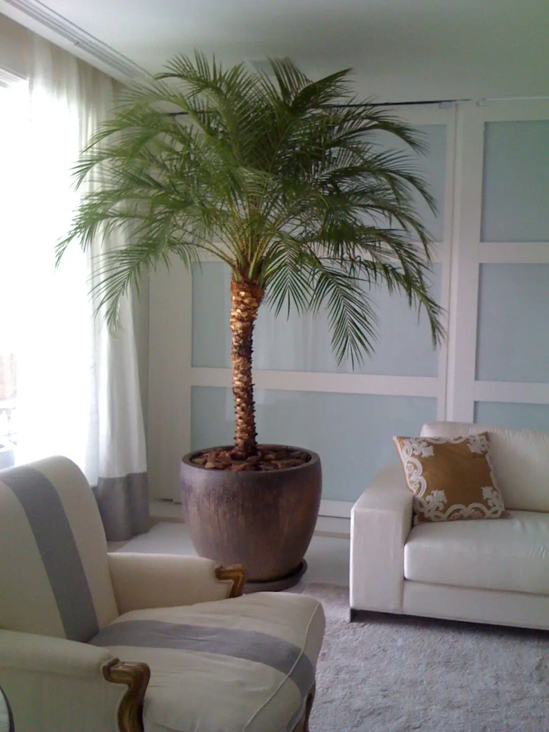 tipos de palmeras de interior g2