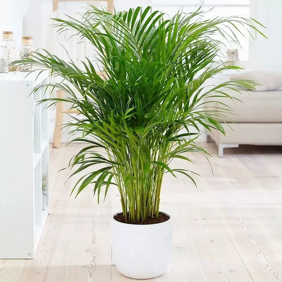areca