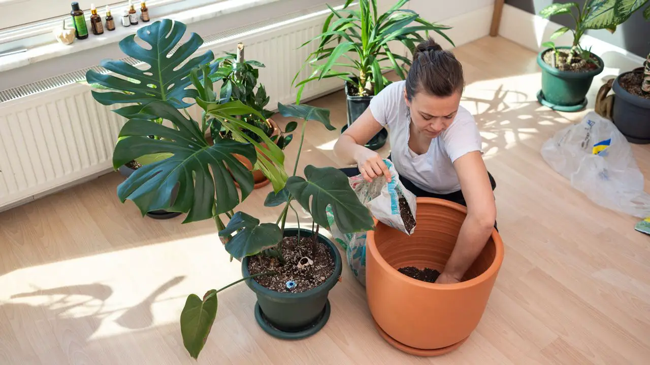 planta verde de interior 11
