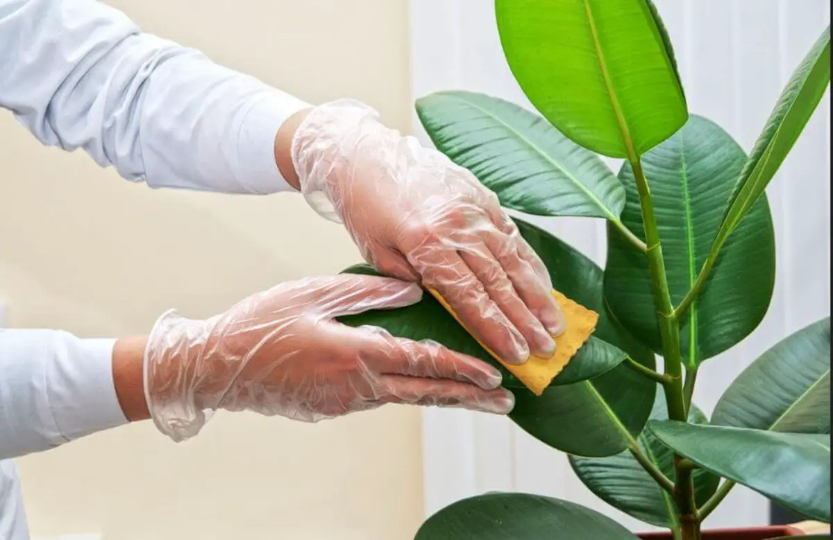 planta verde de interior 13