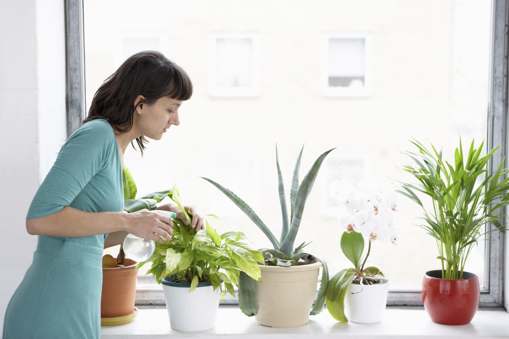 planta verde de interior 5
