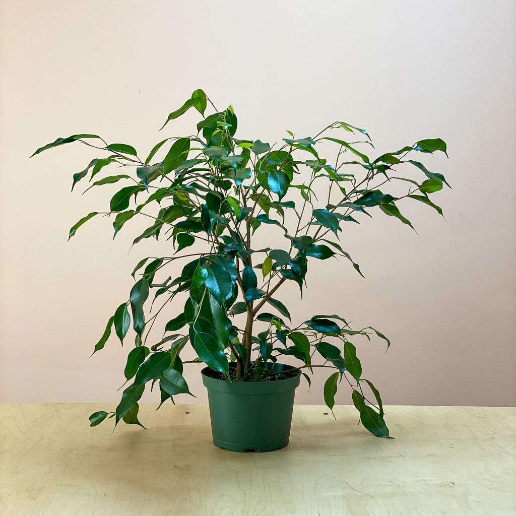 planta verde de interior 6