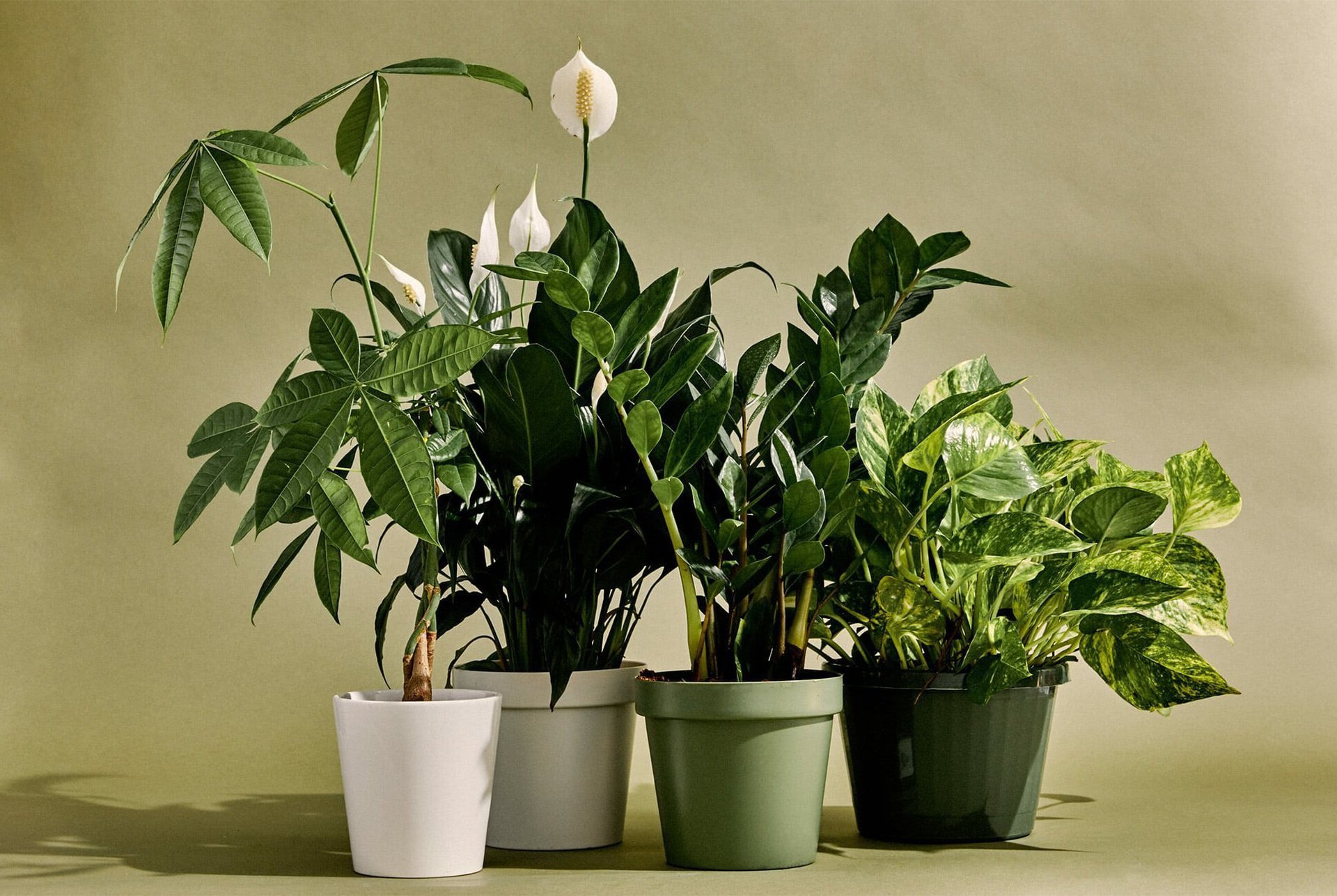 planta verde de interior 7