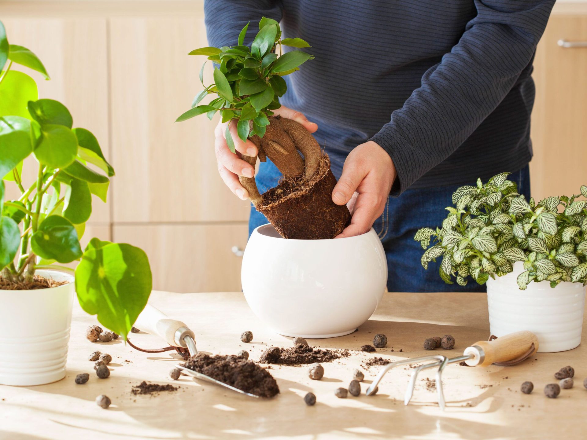 planta verde de interior 8