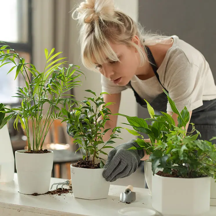 plantas
