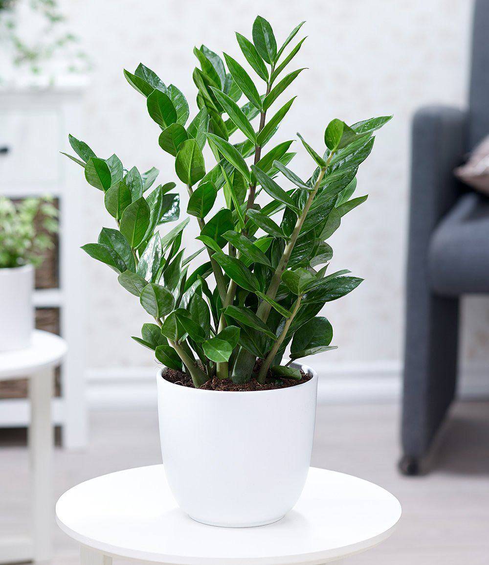 plantas para dentro de la casa f1