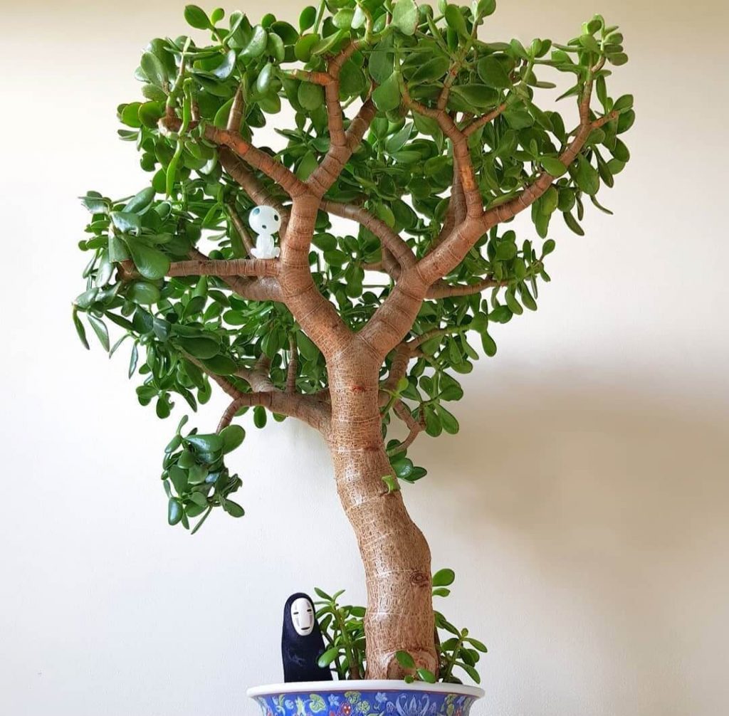 plantas para dentro de la casa f10