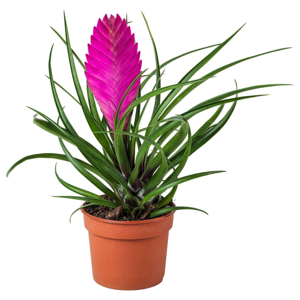 plantas para dentro de la casa f12