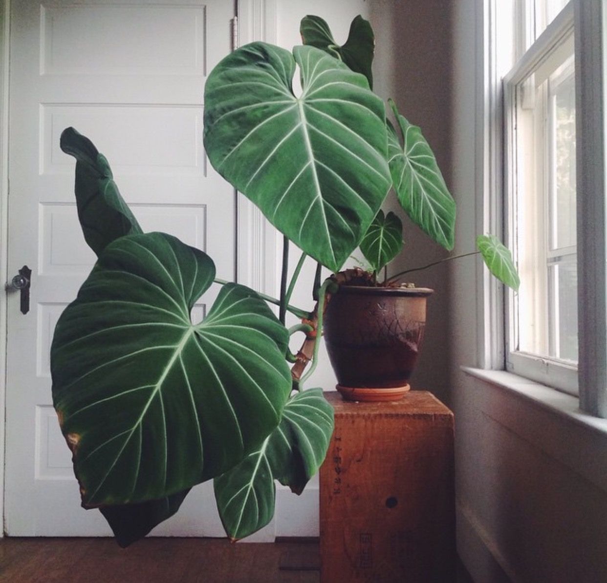 plantas para dentro de la casa f13