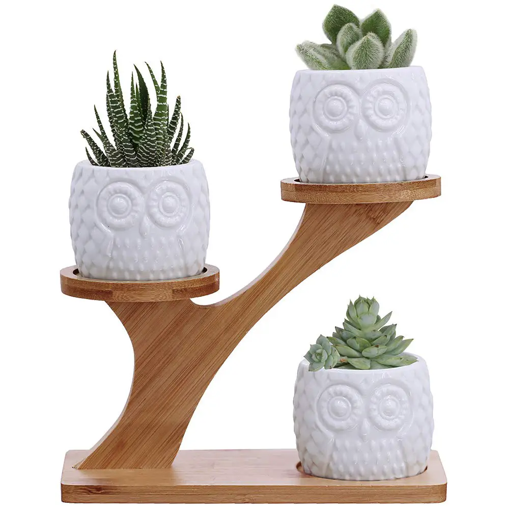 plantas para dentro de la casa f15