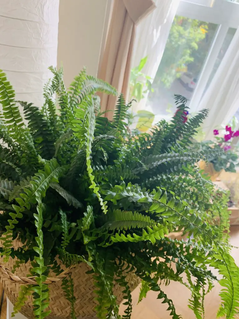plantas para dentro de la casa f16