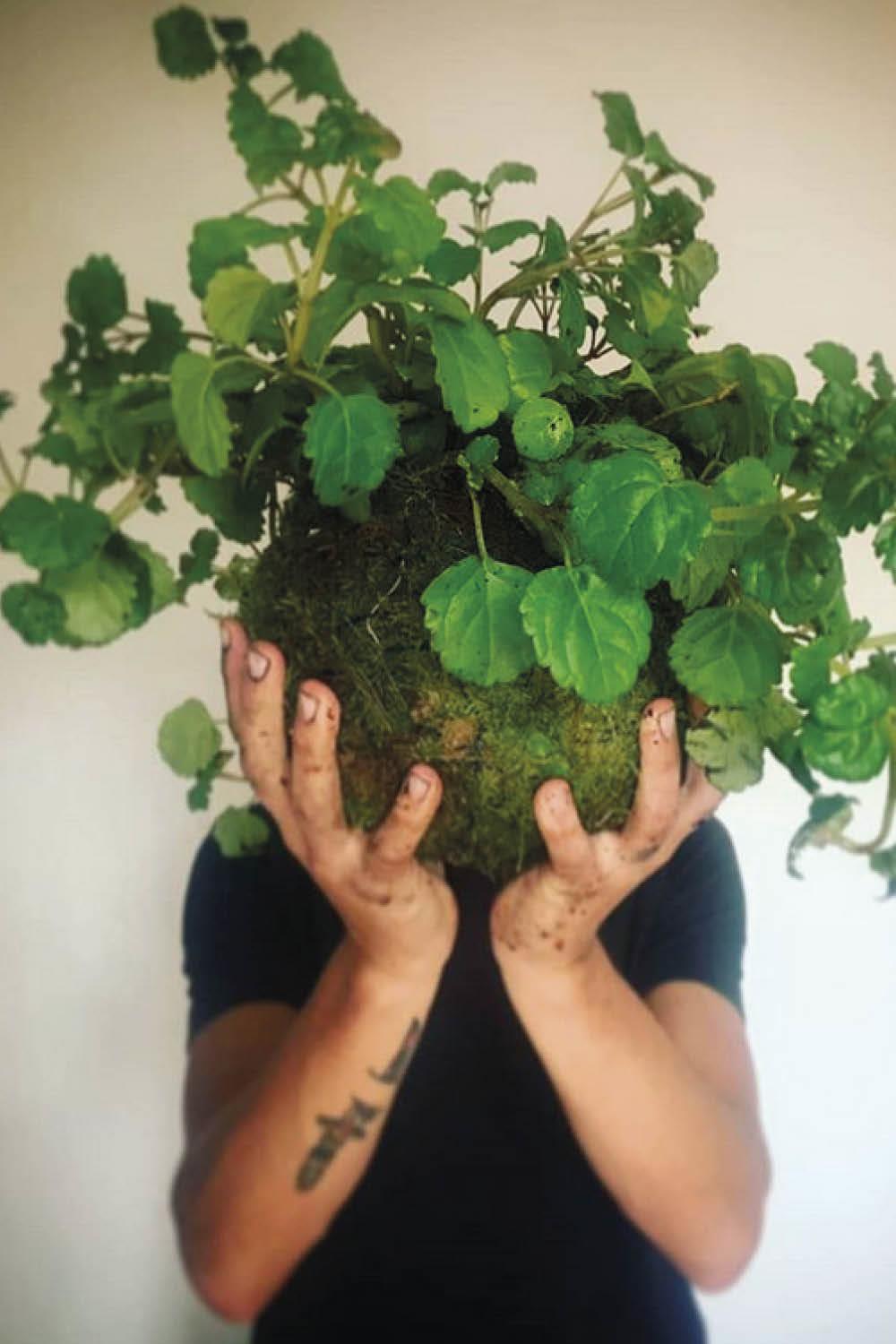 plantas para dentro de la casa f18