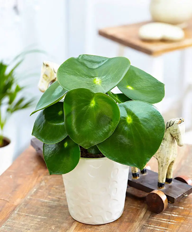 plantas para dentro de la casa f3