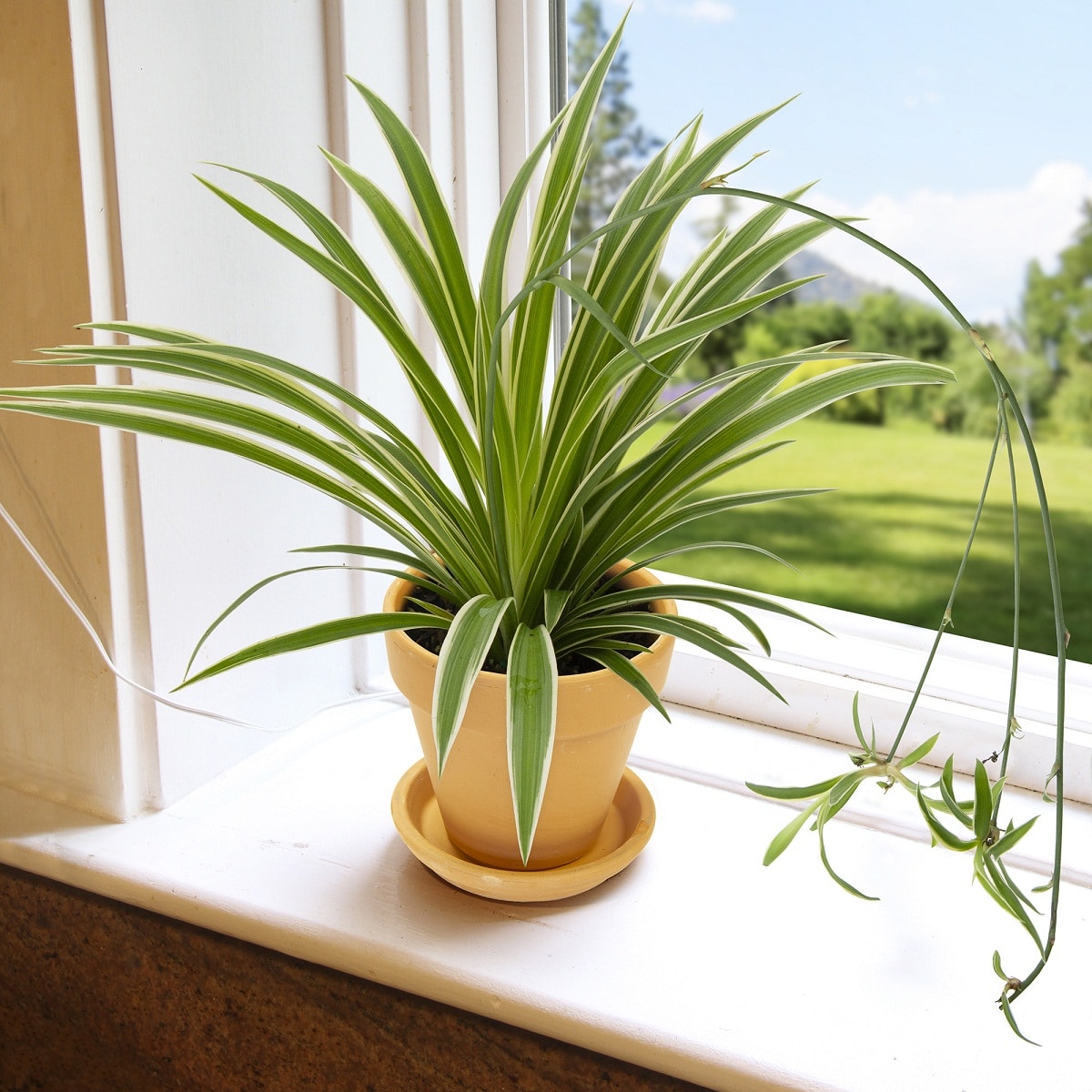 plantas para dentro de la casa f6