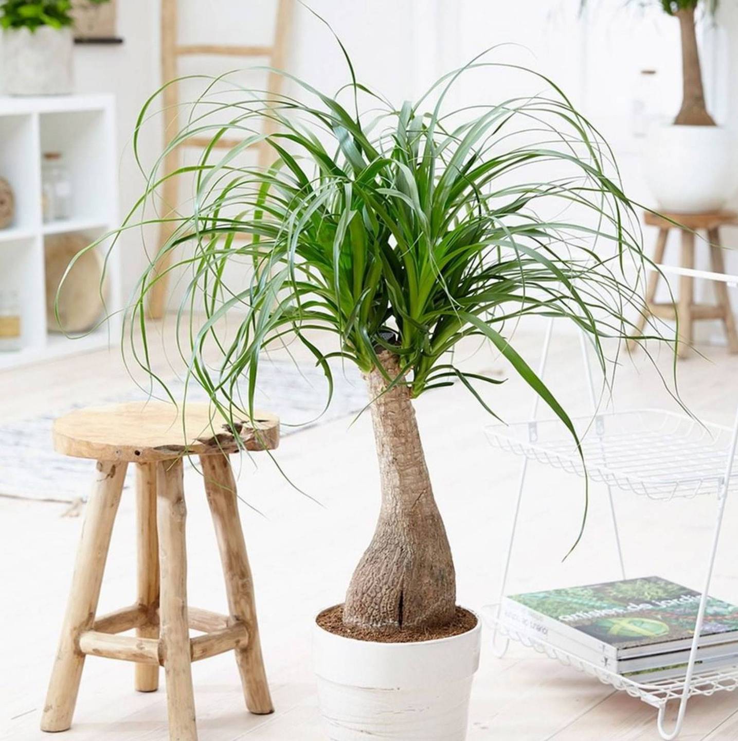 plantas para dentro de la casa f7