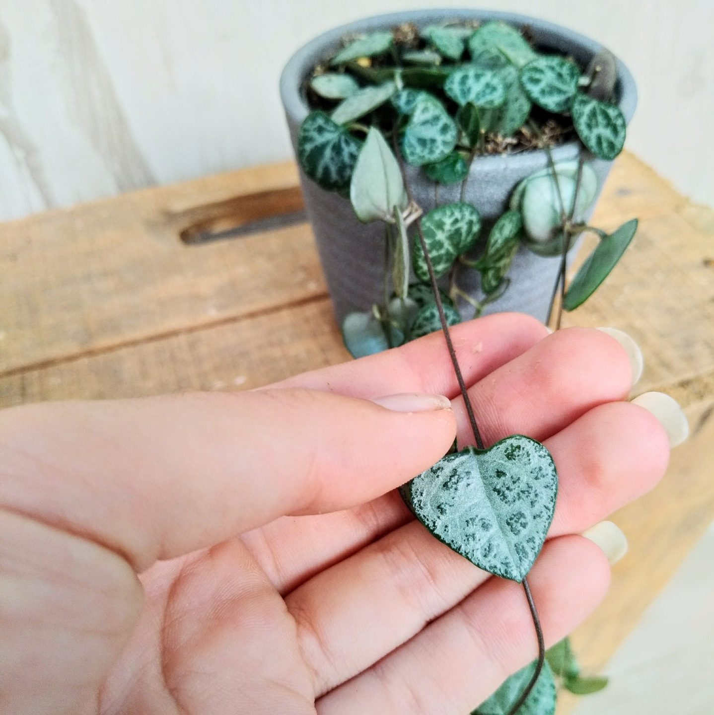 plantas para dentro de la casa f8