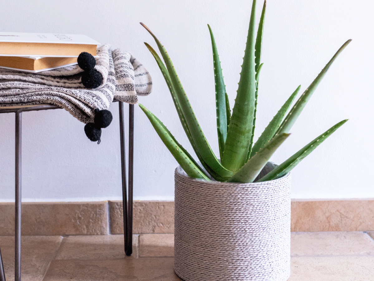 plantas para dentro de la casa f9