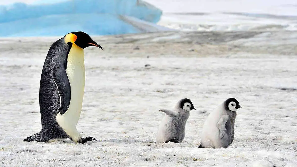 Curiosidades de los pingüinos