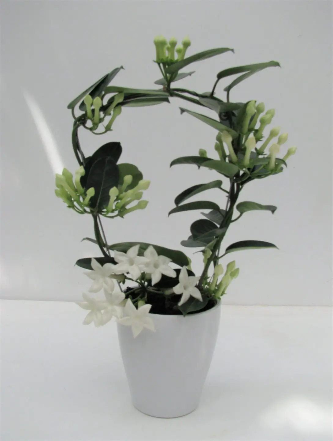 Plantas de interior con flor blanca 