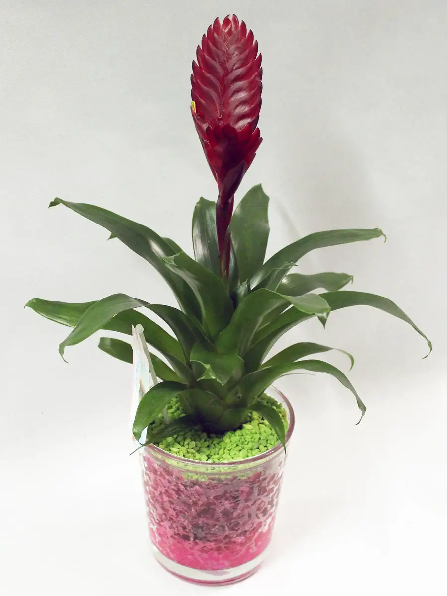 Planta de interior con flor roja 