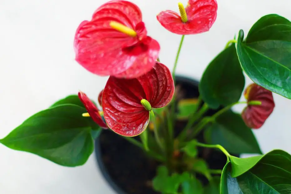 Planta de interior con flor roja