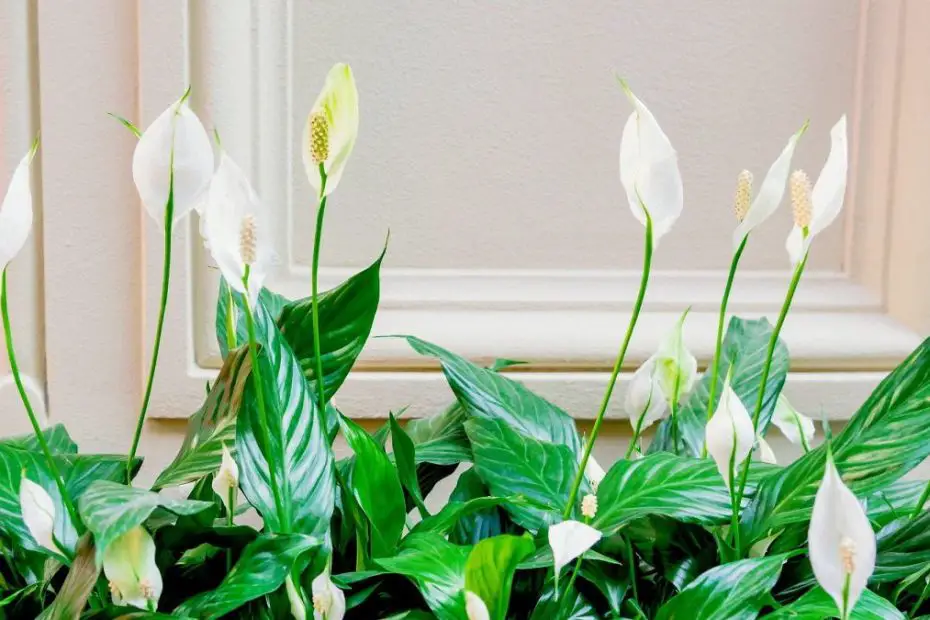 Plantas de interior con flor blanca