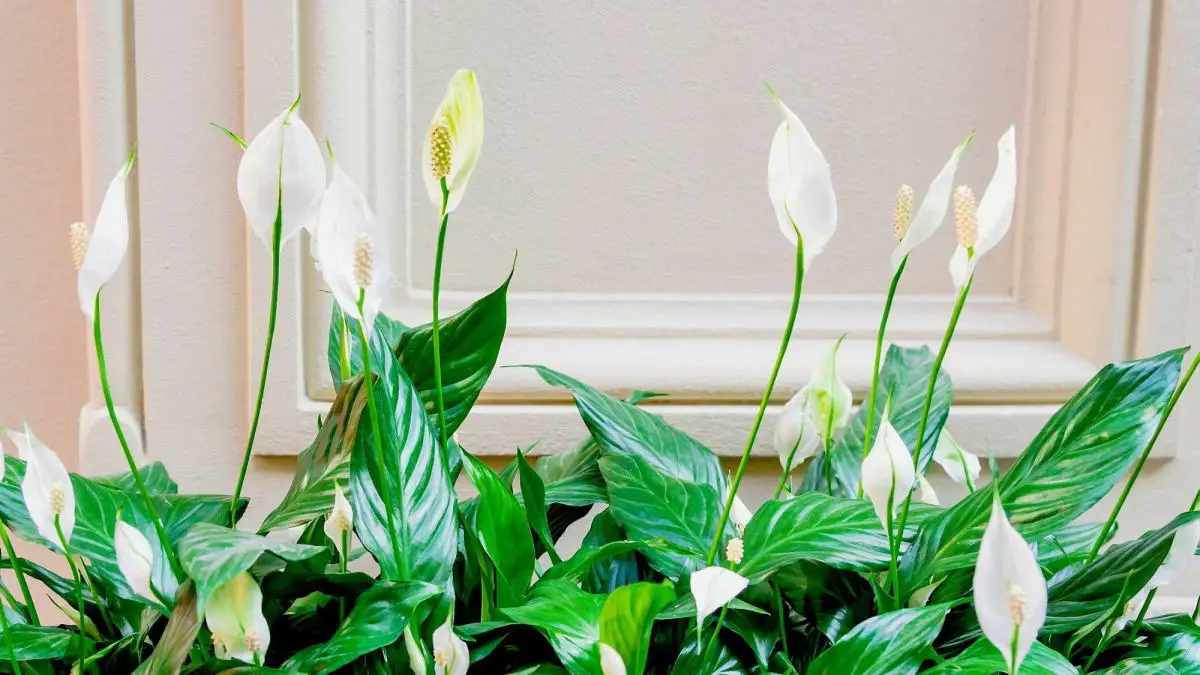 Plantas De Interior Con Flor Blanca Que Transmitir n Paz Y Armon a A Tu Plantas De Interior Con Flor Blanca Que Transmitir n Paz Y Armon a A Tu