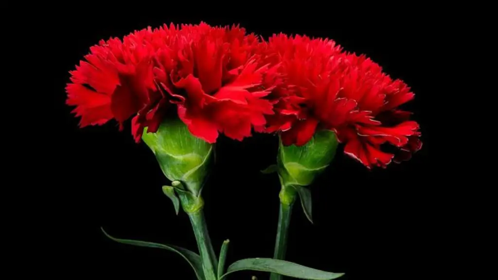 Planta de interior con flor roja