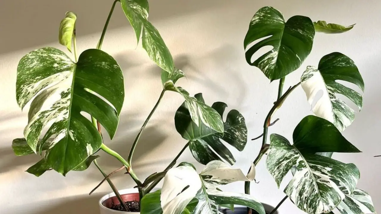 plantas de hojas verdes y blancas bonitas