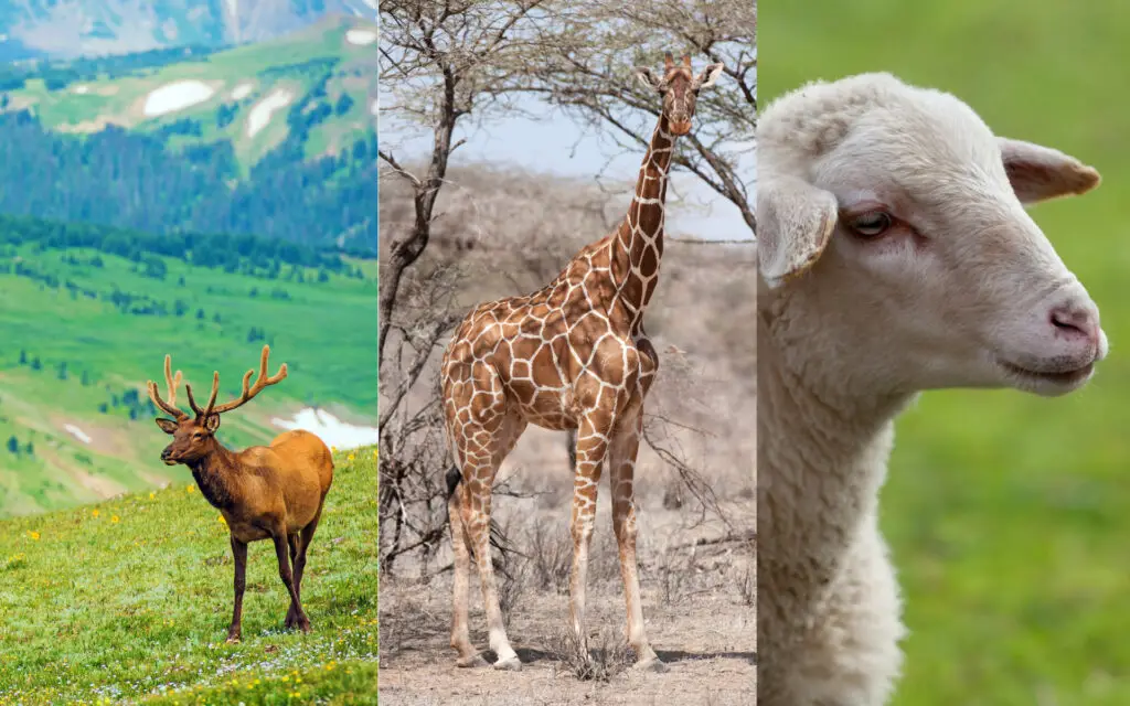 Animales herbívoros: ¿Cuáles son y cómo se clasifican?